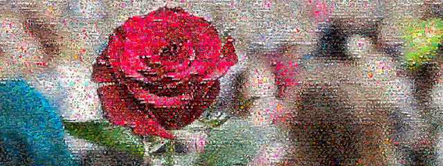 Den vakreste rosen